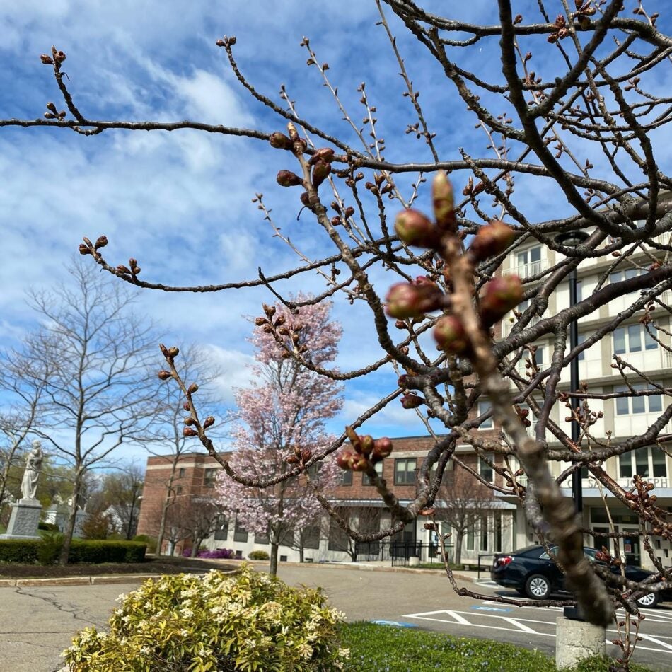 sisters-of-st-joseph-exterior-with-budding-tree Exterior of the Sisters of St. Joseph of Boston main building in Brighton, Massachusetts